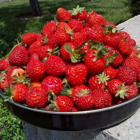 Alexander Business Sofia