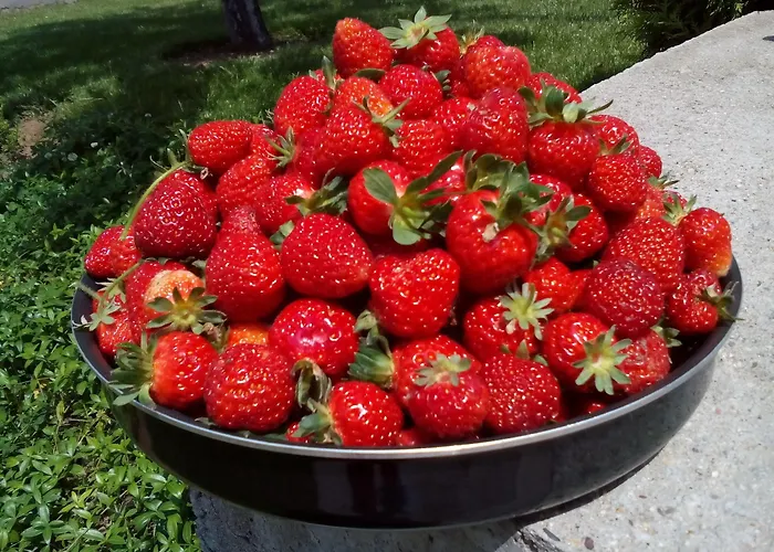 Alexander Business Sofia